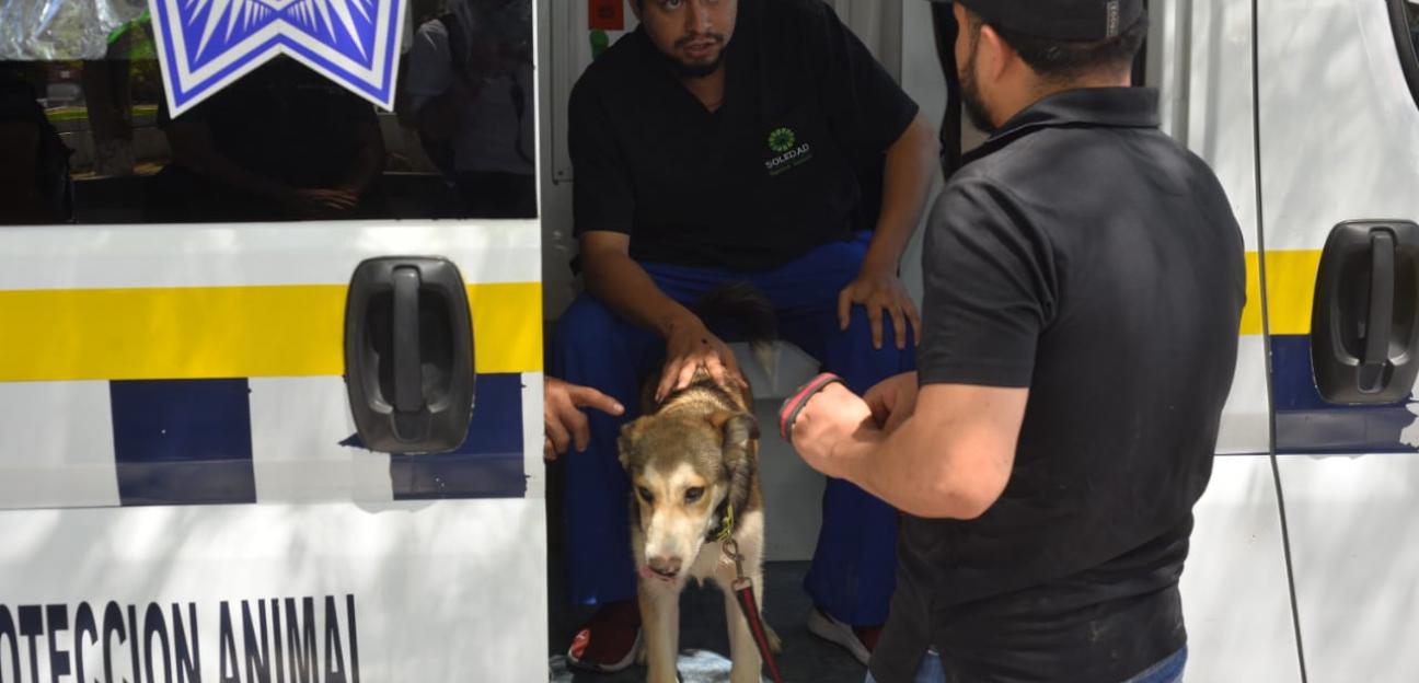 Servicio gratuito Ambudog en Soledad, supera expectativa de atención a mascotas
