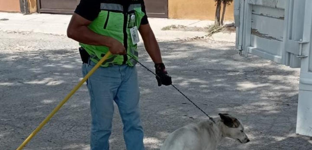 Ecología Municipal de Soledad fomenta adopción responsable y protección de mascotas