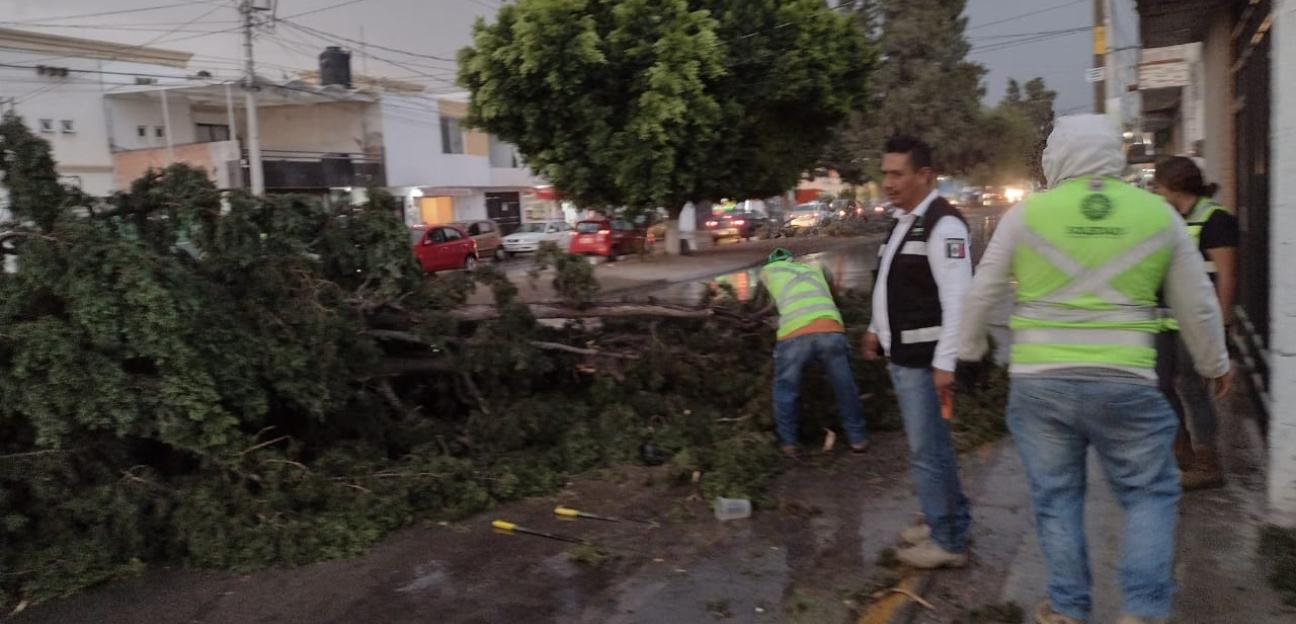 Áreas municipales de Soledad atienden diversos reportes por caída de árboles 