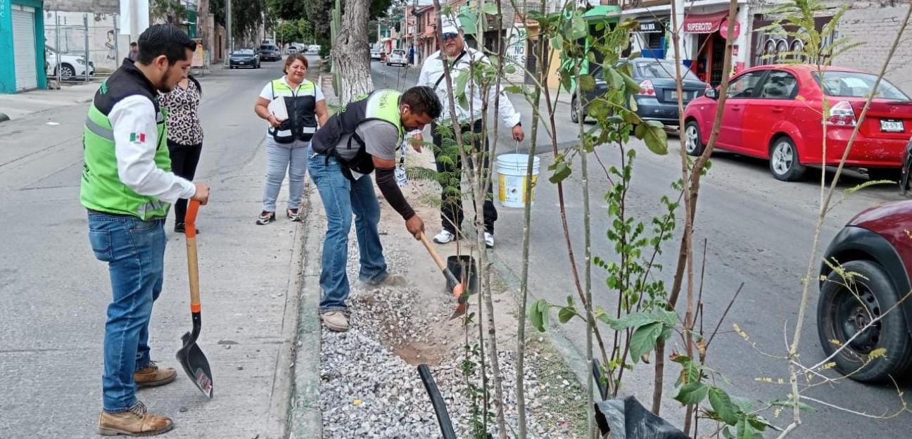 Gobierno Municipal de Soledad amplía acciones de reforestación 