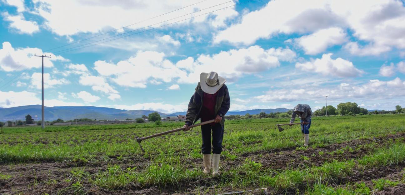 Desarrollo agrícola en Soledad está en buenas manos con Juan Manuel Navarro: ejidatario 